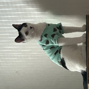 고양이를 찾습니다 고양이 전단지