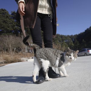 고양이를 찾습니다 고양이 전단지