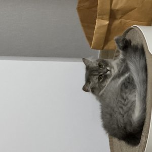고양이를 찾습니다 고양이 전단지