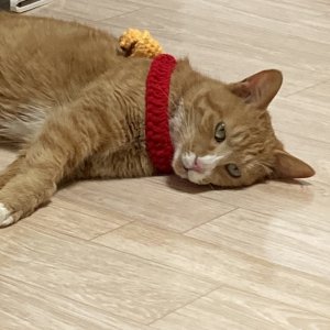 고양이를 찾습니다 고양이 전단지