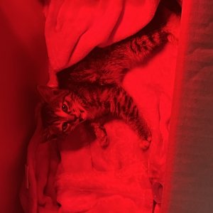 고양이 주인을 찾습니다 고양이 전단지