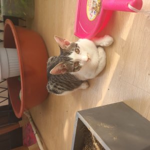 고양이를 찾습니다 고양이 전단지
