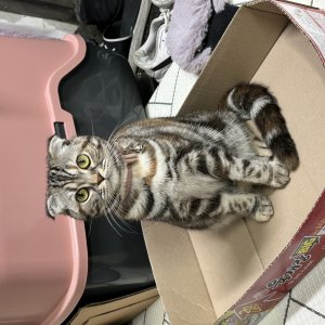 고양이를 찾습니다 고양이 전단지