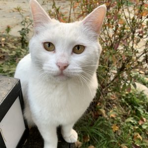 고양이를 찾습니다 고양이 전단지