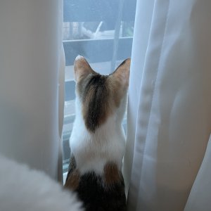 고양이를 찾습니다 고양이 전단지