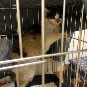 고양이를 찾습니다 고양이 전단지