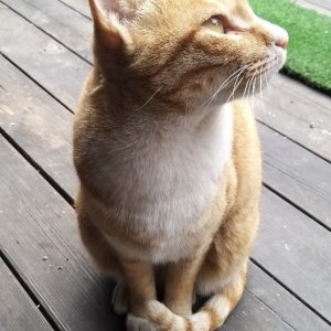 고양이를 찾습니다 고양이 전단지