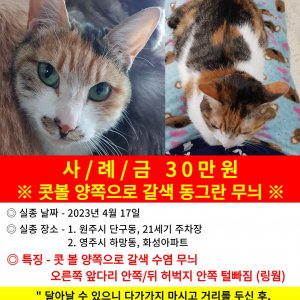 고양이 실종 코리아쇼트헤어 강원도 원주시