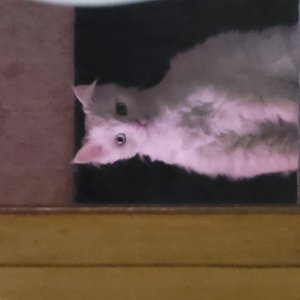 고양이를 찾습니다 고양이 전단지