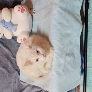 고양이 실종 터키시앙고라 부산광역시 사상구