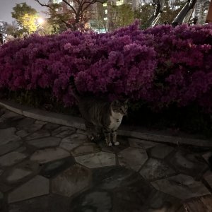 고양이 목격 아메리칸쇼트헤어 경기도 시흥시