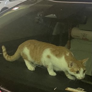 고양이 실종 코리아쇼트헤어 경기도 성남시 중원구