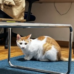 고양이 실종 코리아쇼트헤어 서울특별시 송파구