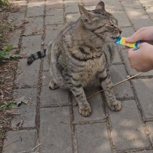 고양이 목격 코리아쇼트헤어 경기도 화성시