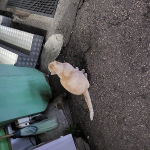고양이 주인을 찾습니다 고양이 전단지