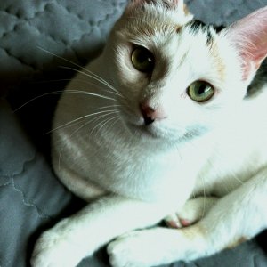 고양이 실종 코리아쇼트헤어 대전광역시 유성구