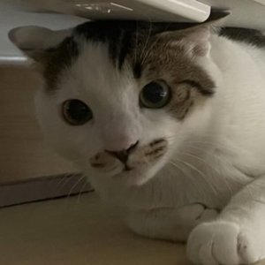 고양이 실종 코리아쇼트헤어 광주광역시 북구