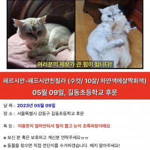 고양이 실종 페르시안 서울특별시 강동구