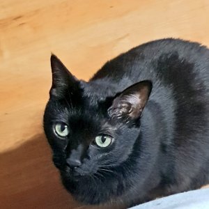 고양이 실종 코리아쇼트헤어 경기도 포천시