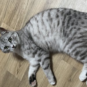 고양이 실종 아메리칸쇼트헤어 전라북도 부안군