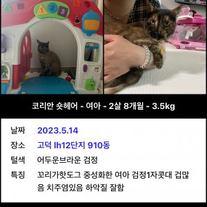 고양이 실종 코리아쇼트헤어 경기도 평택시