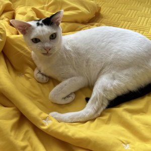 고양이 실종 코리아쇼트헤어 경상북도 울진군