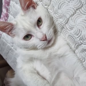 고양이 실종 터키시앙고라 경기도 안산시 상록구