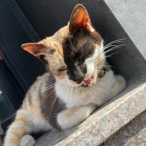 고양이 실종 코리아쇼트헤어 강원도 홍천군