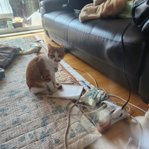 고양이 실종 코리아쇼트헤어 경상남도 김해시