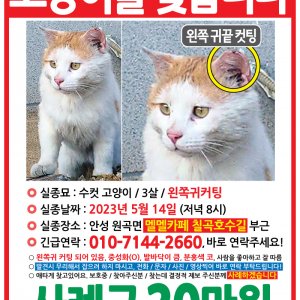 고양이 실종 코리아쇼트헤어 경기도 안성시
