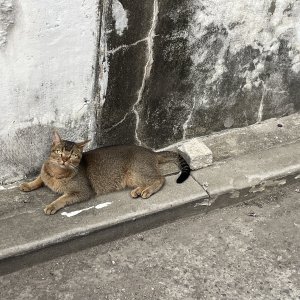 고양이 구조 아비시니안 서울특별시 구로구