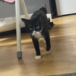 고양이 실종 코리아쇼트헤어 대구광역시 북구