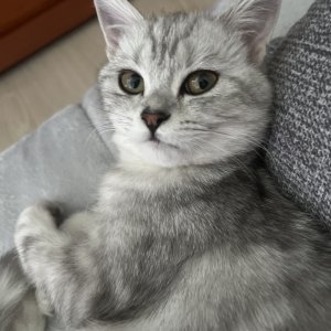 고양이를 찾습니다 고양이 전단지