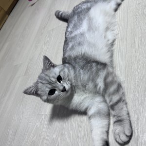 고양이 실종 아메리칸쇼트헤어 서울특별시 노원구