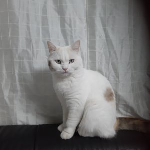 고양이 실종 아메리칸쇼트헤어 경기도 파주시