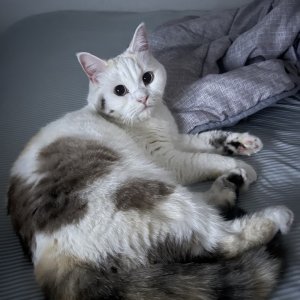 고양이를 찾습니다 고양이 전단지