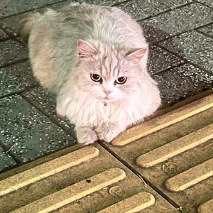 고양이 목격 페르시안 부산광역시 연제구