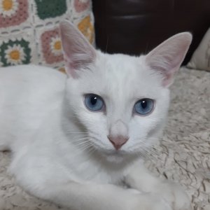 고양이 실종 터키시앙고라 경기도 안성시