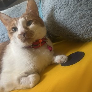 고양이 실종 코리아쇼트헤어 경기도 평택시