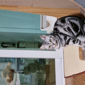 고양이 실종 아메리칸쇼트헤어 충청남도 천안시 동남구
