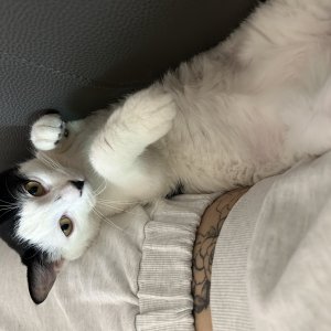 고양이 실종 코리아쇼트헤어 경기도 시흥시
