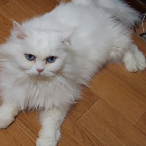 고양이를 찾습니다 고양이 전단지