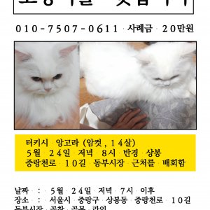 고양이 실종 터키시앙고라 서울특별시 중랑구