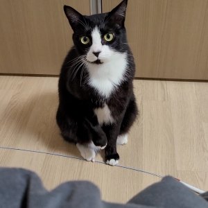 고양이 실종 코리아쇼트헤어 인천광역시 계양구