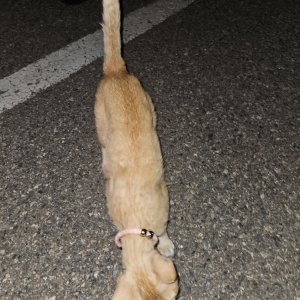고양이 목격 코리아쇼트헤어 전라북도 군산시