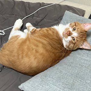 고양이 실종 코리아쇼트헤어 경기도 화성시