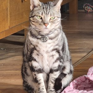 고양이를 찾습니다 고양이 전단지