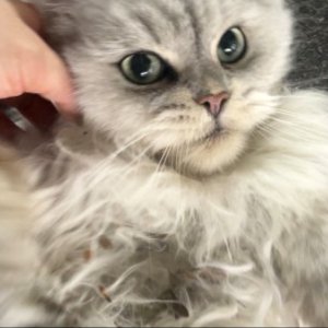고양이 목격 페르시안 부산광역시 서구