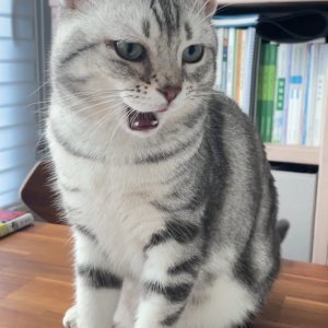고양이 실종 아메리칸쇼트헤어 경기도 수원시 장안구