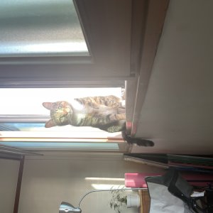 고양이를 찾습니다 고양이 전단지